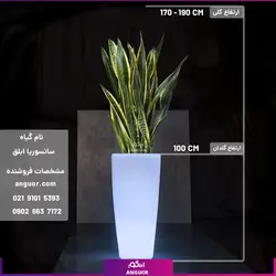 گلدان دکوراتیو نورانی '16 رنگ' همراه با سانسوریا ابلق (170 - 190 سانتی) | انگور