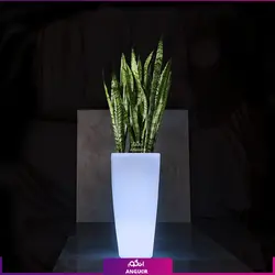 گلدان دکوراتیو نورانی '16 رنگ' همراه با سانسوریا سبز (170 - 190 سانتی) | انگور