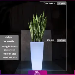 گلدان دکوراتیو نورانی '16 رنگ' همراه با سانسوریا سبز (170 - 190 سانتی) | انگور