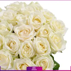 خرید آنلاین دسته گل رز سفید 25 شاخه 50 سانتی | گل فروشی آنلاین انگور