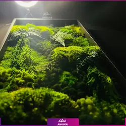 خرید + قیمت و عکس دیوار سبز خزه ای (ماس وال طبیعی تثبیت شده)