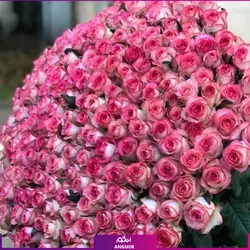 خرید آنلاین دسته گل رز لب صورتی 301 شاخه | گل فروشی انگور