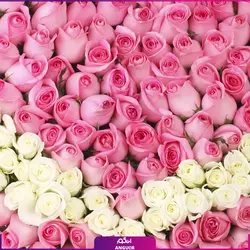 خرید آنلاین سبد گل رز صورتی 501 شاخه ای | گل فروشی آنلاین انگور