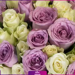 خرید آنلاین دسته گل رز بنفش 52 شاخه ای | گل فروشی آنلاین انگور