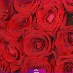 خرید آنلاین دسته گل رز قرمز 21 شاخه | گل فروشی آنلاین انگور