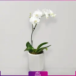خرید آنلاین گلدان ارکیده سفید تک شاخه پر گل| سایت گلفروشی انگور