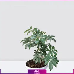 خرید اینترنتی خرید گلدان شفلرا سایز کوچک | انگور مرکز خرید گل و گیاه