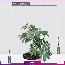 خرید اینترنتی خرید گلدان شفلرا سایز کوچک | انگور مرکز خرید گل و گیاه