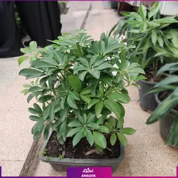 خرید اینترنتی خرید گلدان شفلرا سایز کوچک | انگور مرکز خرید گل و گیاه