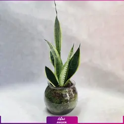 سانسوریا با گلدان شیشه ای | انگور