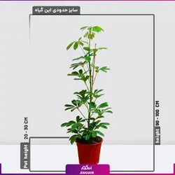 خرید آنلاین گیاه شفلرا آربوریکلا schefflera-arboricola | گل و گیاه آپارتمانی انگور