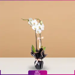 خرید آنلاین گلدان ارکیده سفید تک شاخه پر گل| سایت گلفروشی انگور