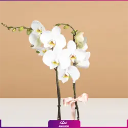 خرید آنلاین گلدان ارکیده سفید تک شاخه پر گل| سایت گلفروشی انگور