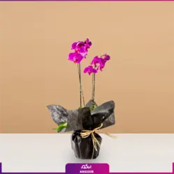 خرید اینترنتی گل گلدانی ارکیده بنفش و سفید پروانه ای