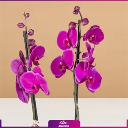 خرید اینترنتی گل گلدانی ارکیده بنفش و سفید پروانه ای