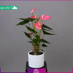 گلدان آنتوریوم | انگور