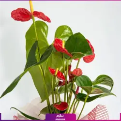 خرید کوکدامای آنتوریوم | انگور مرکز گل و گیاه در ایران