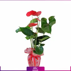 خرید کوکدامای آنتوریوم | انگور مرکز گل و گیاه در ایران