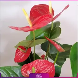 خرید کوکدامای آنتوریوم | انگور مرکز گل و گیاه در ایران