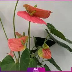 خرید کوکدامای آنتوریوم | انگور مرکز گل و گیاه در ایران
