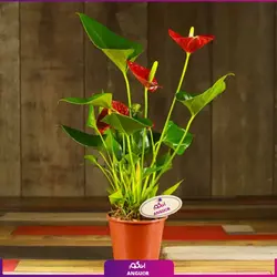 خرید کوکدامای آنتوریوم | انگور مرکز گل و گیاه در ایران