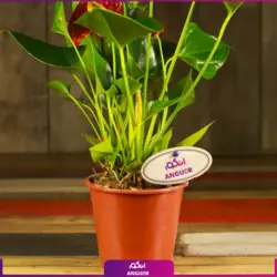 خرید کوکدامای آنتوریوم | انگور مرکز گل و گیاه در ایران