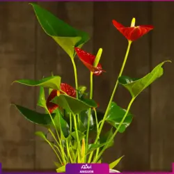 خرید کوکدامای آنتوریوم | انگور مرکز گل و گیاه در ایران