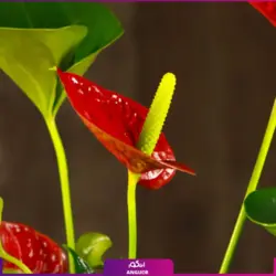 خرید کوکدامای آنتوریوم | انگور مرکز گل و گیاه در ایران