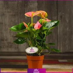 خرید کوکدامای آنتوریوم | انگور مرکز گل و گیاه در ایران