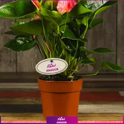 خرید کوکدامای آنتوریوم | انگور مرکز گل و گیاه در ایران