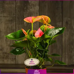 خرید کوکدامای آنتوریوم | انگور مرکز گل و گیاه در ایران