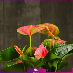 خرید کوکدامای آنتوریوم | انگور مرکز گل و گیاه در ایران