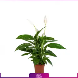 گلدان هدیه لوکس اسپاتی فیلوم بزرگ | مرکز گل و گیاه انگور