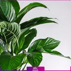 گلدان هدیه لوکس اسپاتی فیلوم بزرگ | مرکز گل و گیاه انگور