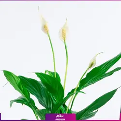 گلدان هدیه لوکس اسپاتی فیلوم بزرگ | مرکز گل و گیاه انگور