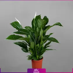 گلدان هدیه لوکس اسپاتی فیلوم بزرگ | مرکز گل و گیاه انگور