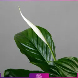 گلدان هدیه لوکس اسپاتی فیلوم بزرگ | مرکز گل و گیاه انگور