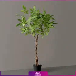 گیاه آپارتمانی پاچیرا با تنه بافت | انگور