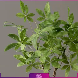 گیاه آپارتمانی پاچیرا با تنه بافت | انگور