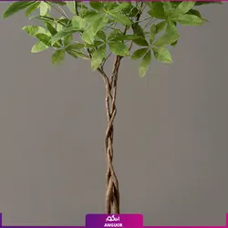 گیاه آپارتمانی پاچیرا با تنه بافت | انگور