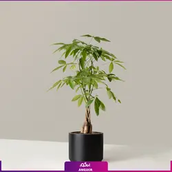 گیاه آپارتمانی پاچیرا با تنه بافت ( 75 - 85 سانتی متر ) | انگور