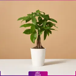 گیاه آپارتمانی پاچیرا با تنه بافت (40 - 60 سانتی متر) | انگور