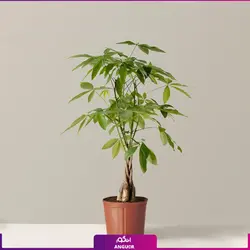 گیاه آپارتمانی پاچیرا با تنه بافت (سایز 60 - 80 سانتی) | انگور