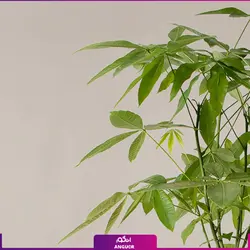 گیاه آپارتمانی پاچیرا با تنه بافت (سایز 60 - 80 سانتی) | انگور