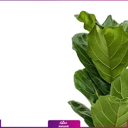 خرید و سفارش گیاه فیکوس لیراتا یا برگ کمانچه کوچک | گل فروشی آنلاین انگور