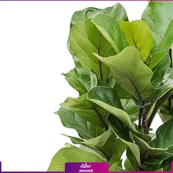 خرید و سفارش گیاه فیکوس لیراتا یا برگ کمانچه کوچک | گل فروشی آنلاین انگور