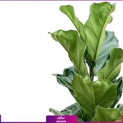 خرید و سفارش گیاه فیکوس لیراتا یا برگ کمانچه کوچک | گل فروشی آنلاین انگور