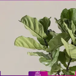 خرید و سفارش گیاه فیکوس لیراتا یا برگ کمانچه | گل فروشی آنلاین انگور
