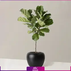 خرید و سفارش گیاه فیکوس لیراتا یا برگ کمانچه | گل فروشی آنلاین انگور