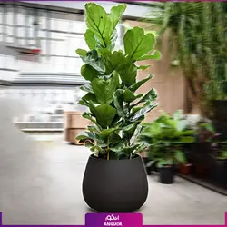 خرید و سفارش گیاه فیکوس لیراتا یا برگ کمانچه | گل فروشی آنلاین انگور